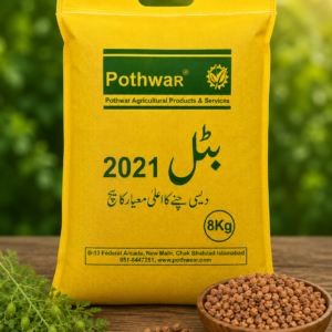 Chickpea Seed