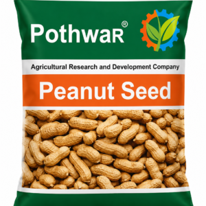 Peanut Seed